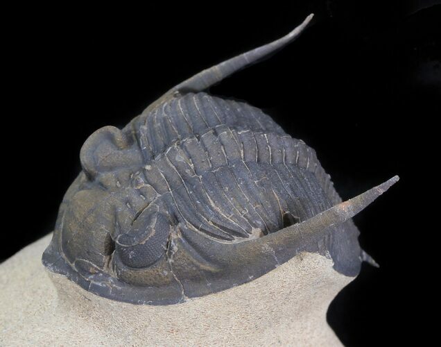 Beautiful Zlichovaspis Trilobite - Nice Quality #44524